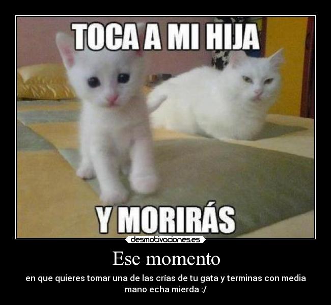 Ese momento - en que quieres tomar una de las crías de tu gata y terminas con media
mano echa mierda :/