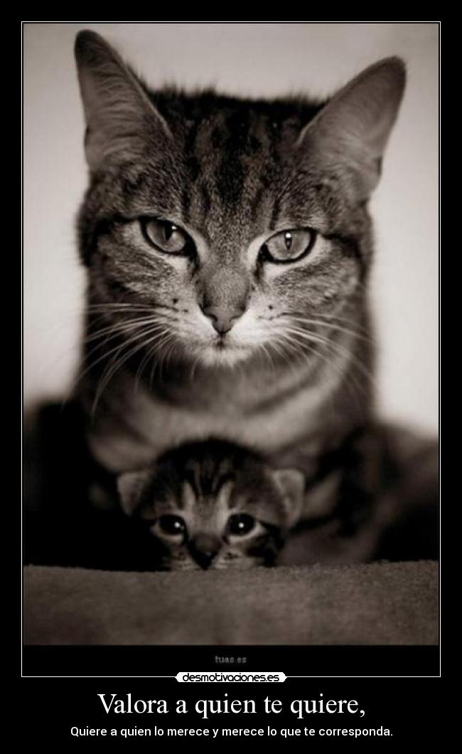 carteles requete fascina desmotivaciones