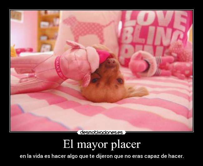 carteles rosa perro placer vida conquistar gangnam style desmotivaciones