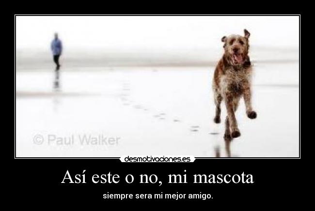 Así este o no, mi mascota - siempre sera mi mejor amigo.