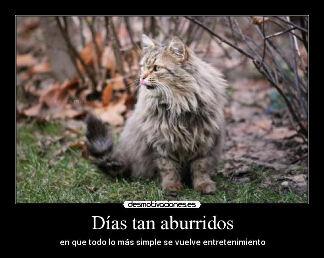 Días tan aburridos - 