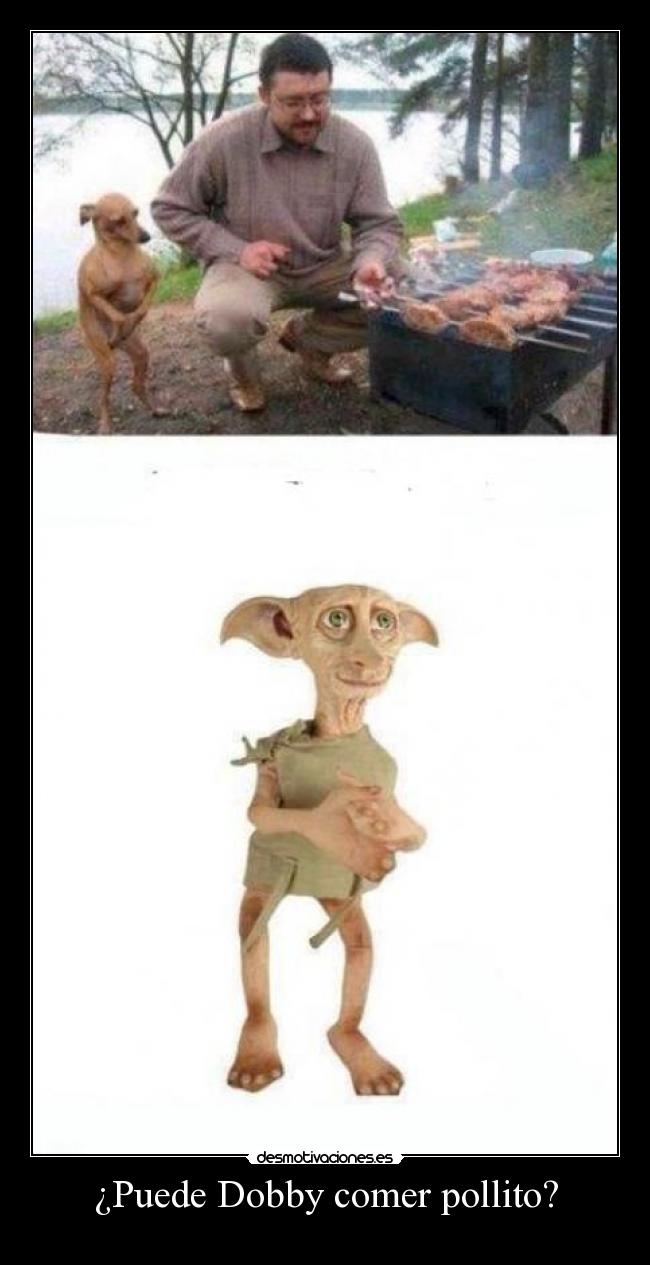 ¿Puede Dobby comer pollito? - 