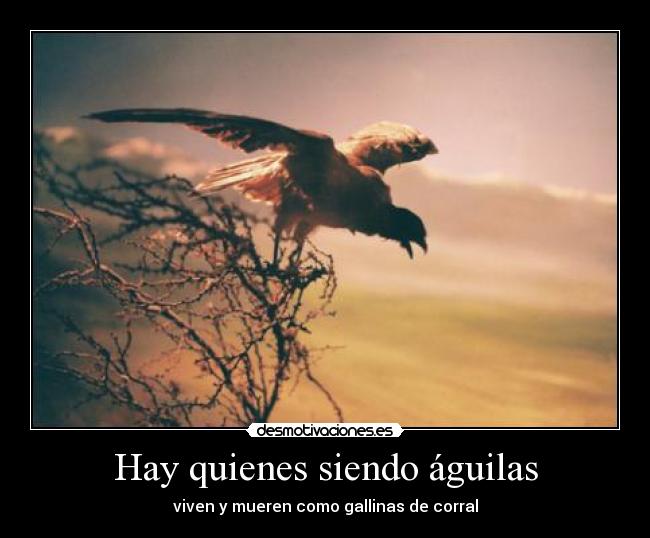 Hay quienes siendo águilas - 