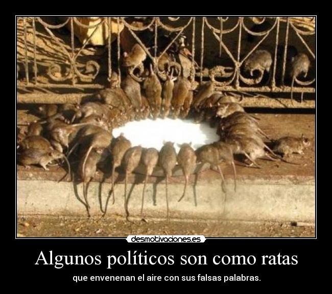 Algunos políticos son como ratas -