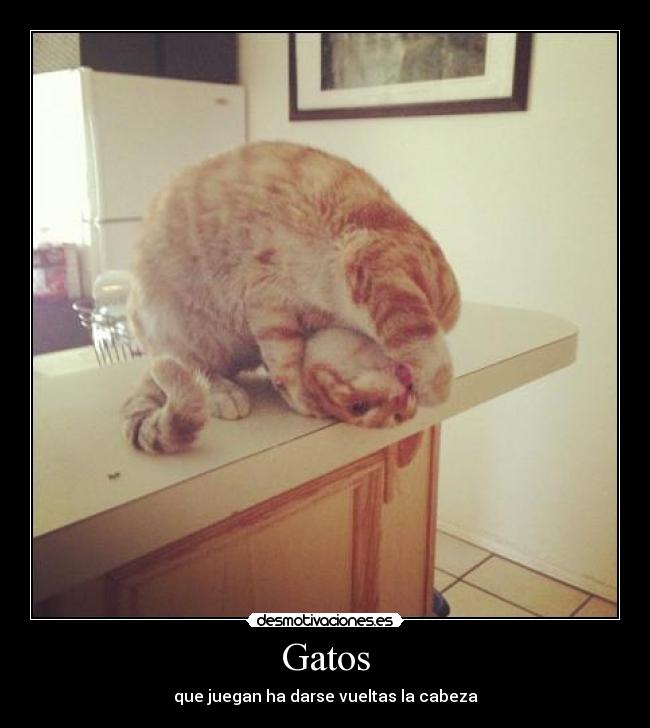 Gatos - que juegan ha darse vueltas la cabeza