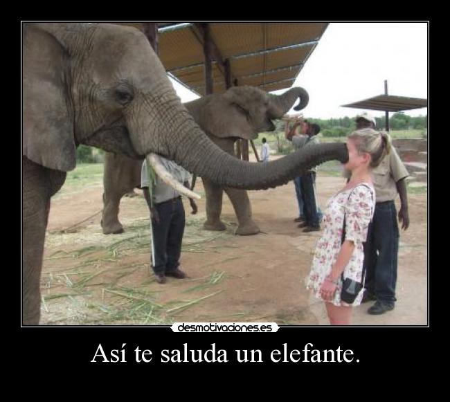 Así te saluda un elefante. -