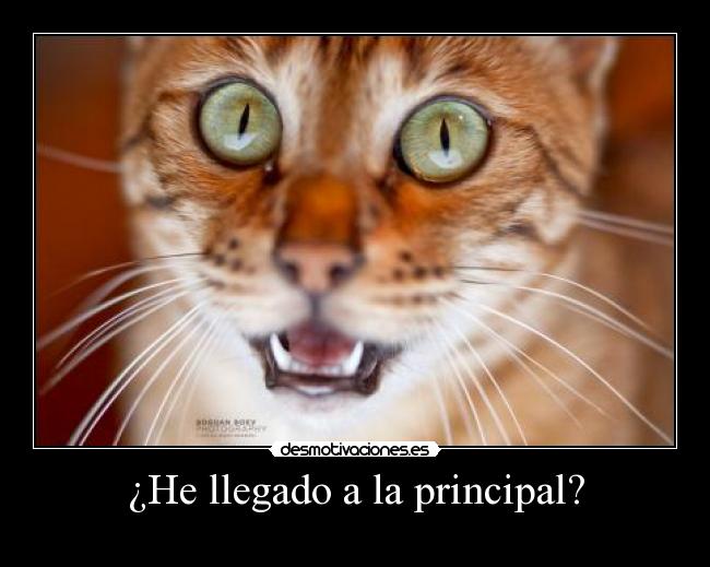 ¿He llegado a la principal? - 