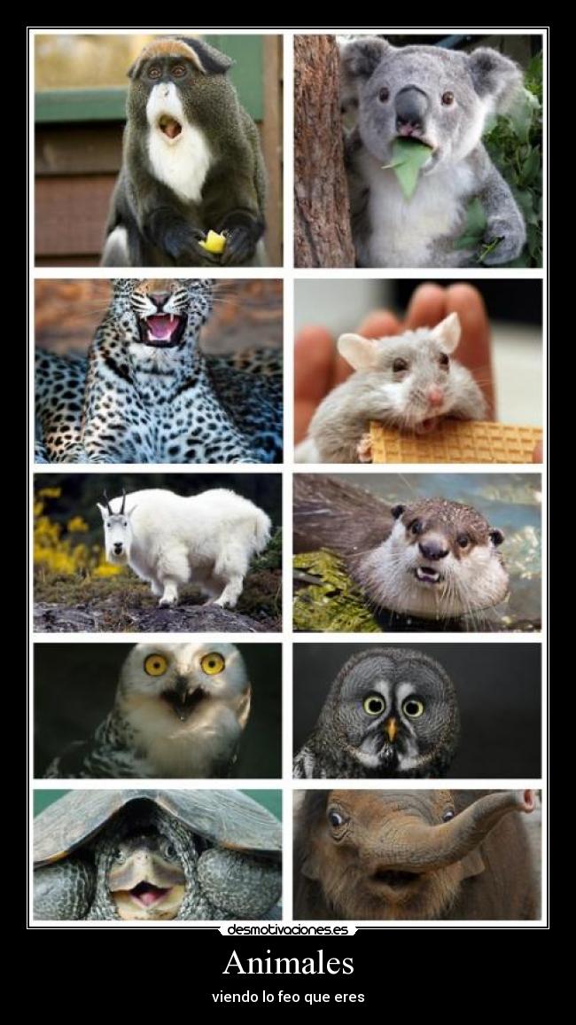Animales - 