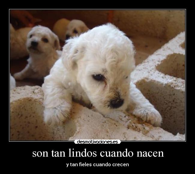 carteles son tan lindos cuando nacen tan fieles cuando crecen desmotivaciones