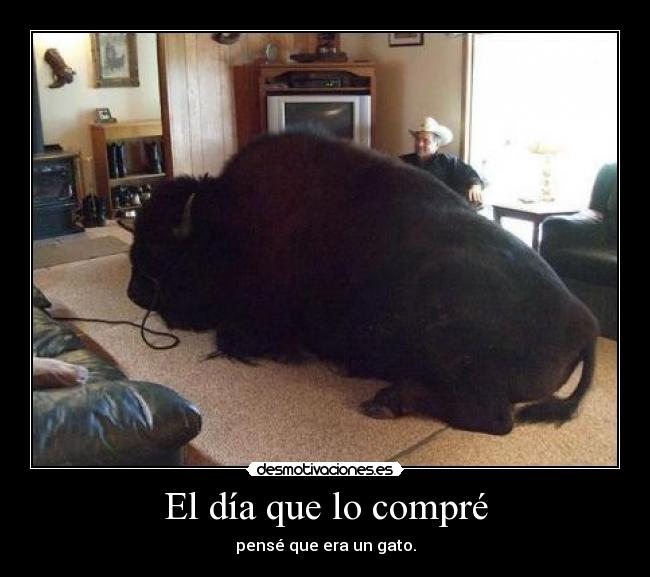 El día que lo compré - pensé que era un gato.
