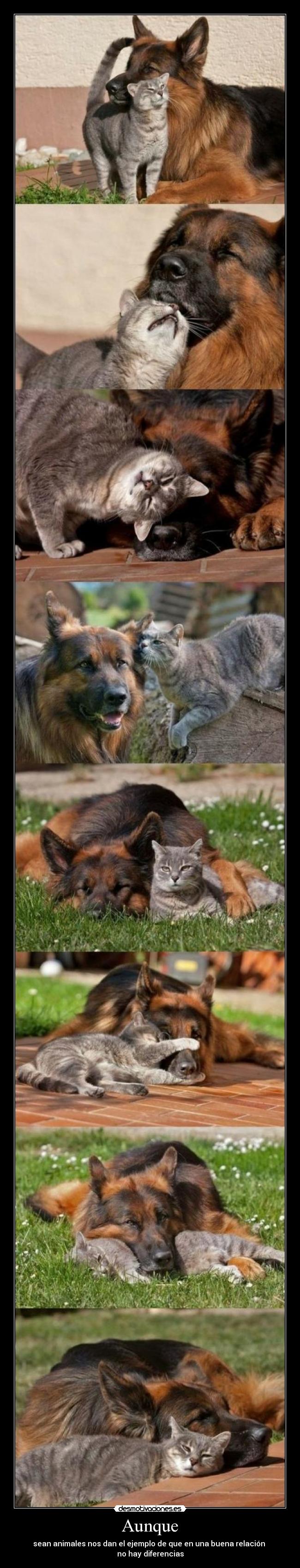 Aunque - sean animales nos dan el ejemplo de que en una buena relación 
no hay diferencias