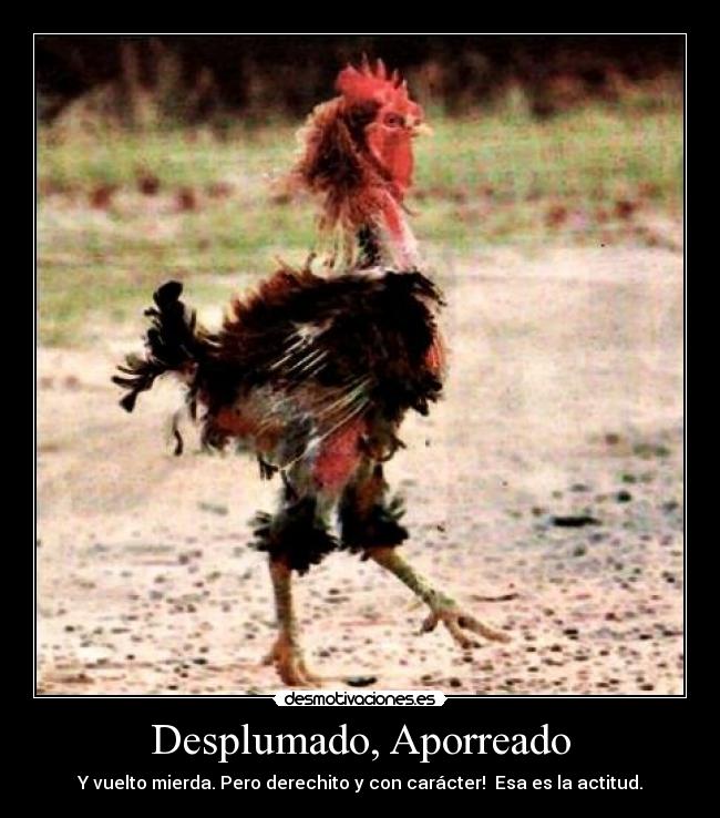 Desplumado, Aporreado - 
