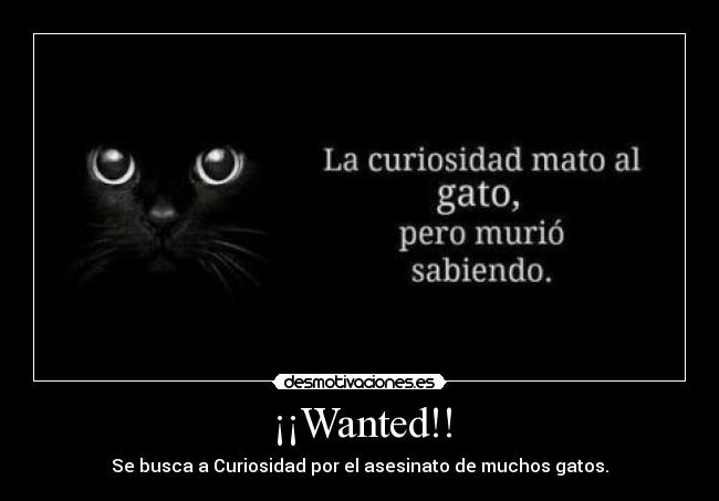 ¡¡Wanted!! - Se busca a Curiosidad por el asesinato de muchos gatos.