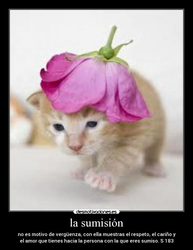 carteles gatosvalores desmotivaciones