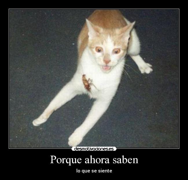 Porque ahora saben - lo que se siente
