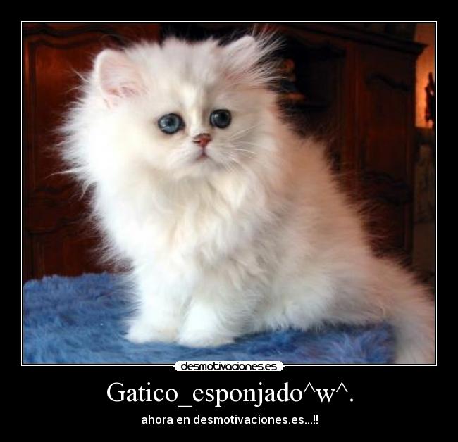 Gatico_esponjado^w^. - ahora en desmotivaciones.es...!!