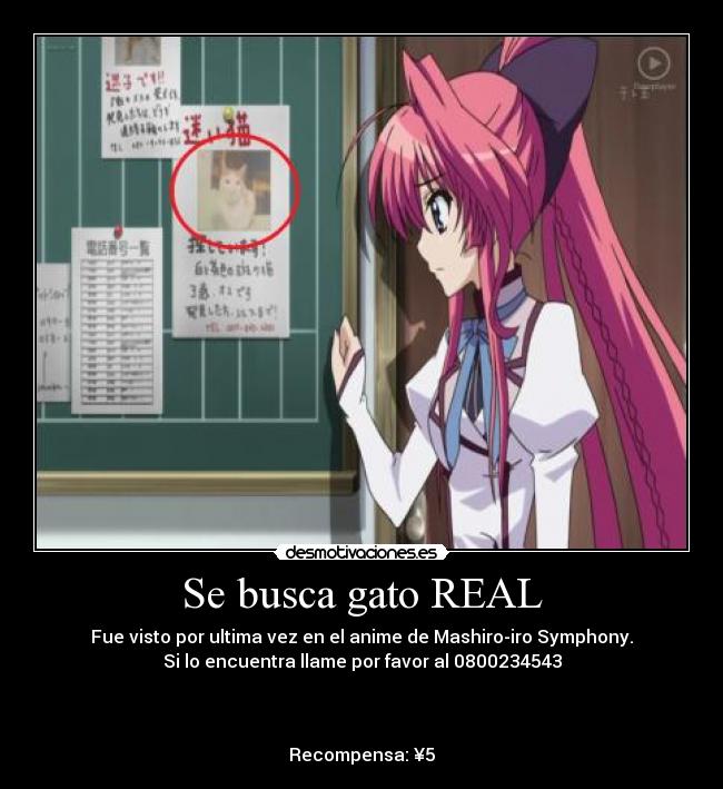 Se busca gato REAL -