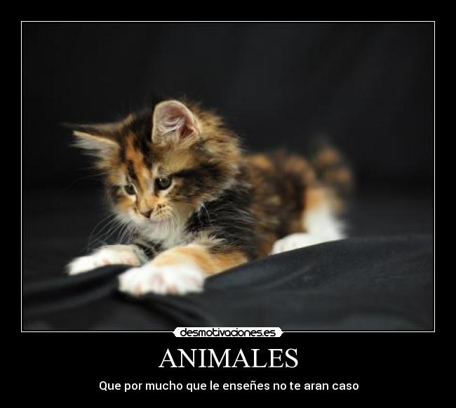 ANIMALES - Que por mucho que le enseñes no te aran caso