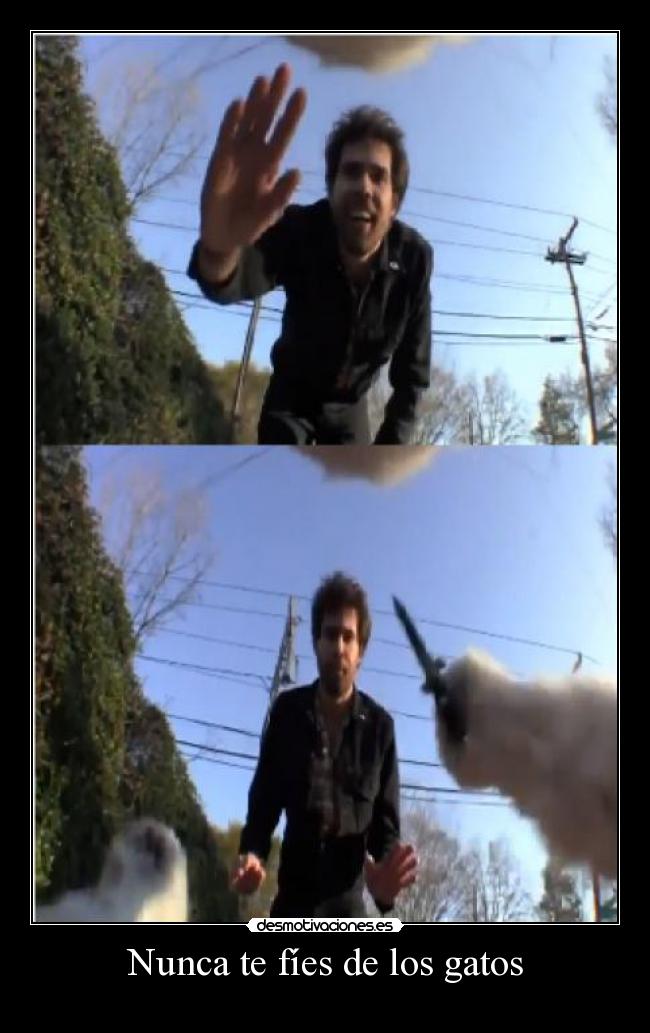 Nunca te fíes de los gatos - 