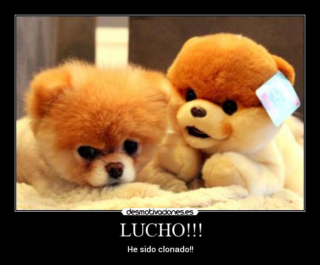 carteles lucho perro boo desmotivaciones