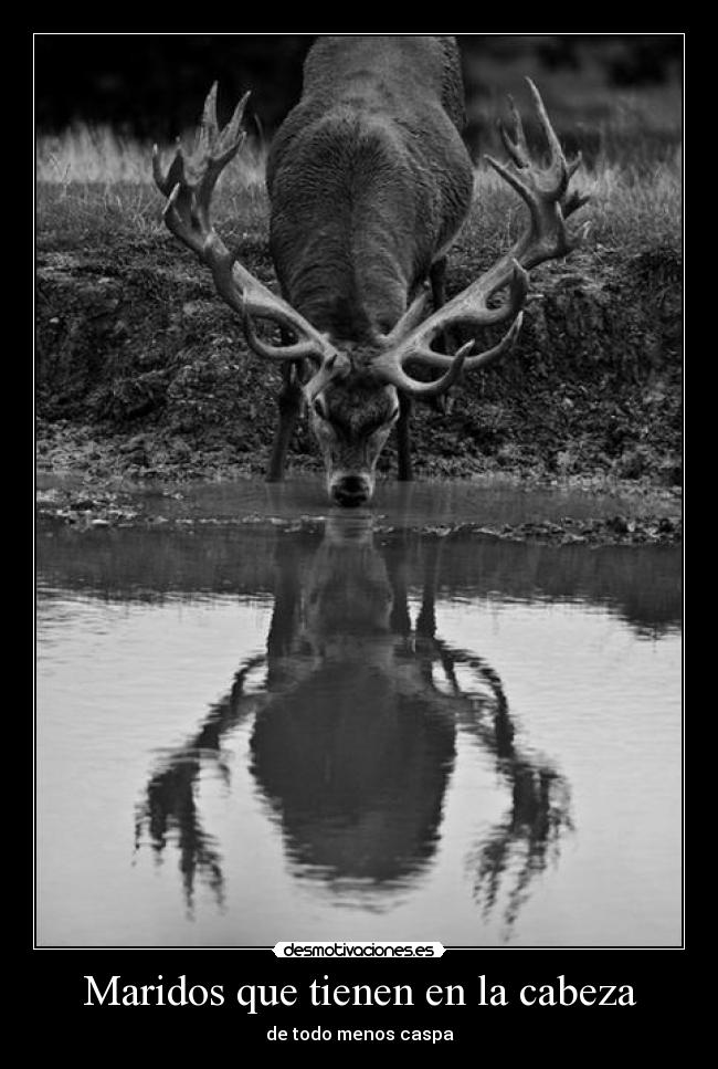 Maridos que tienen en la cabeza - 