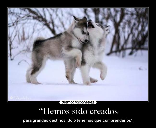 “Hemos sido creados - 