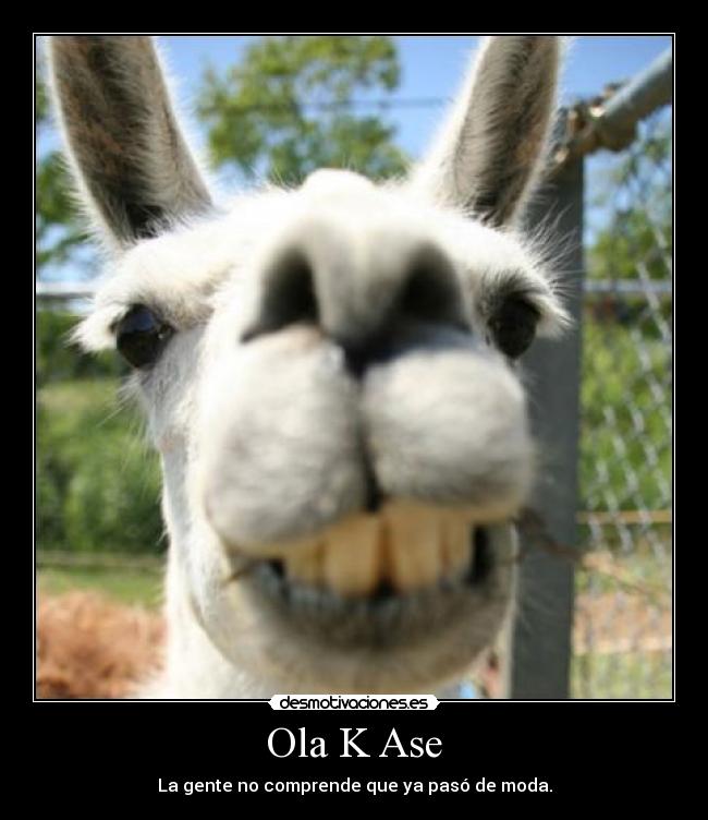 Ola K Ase - 