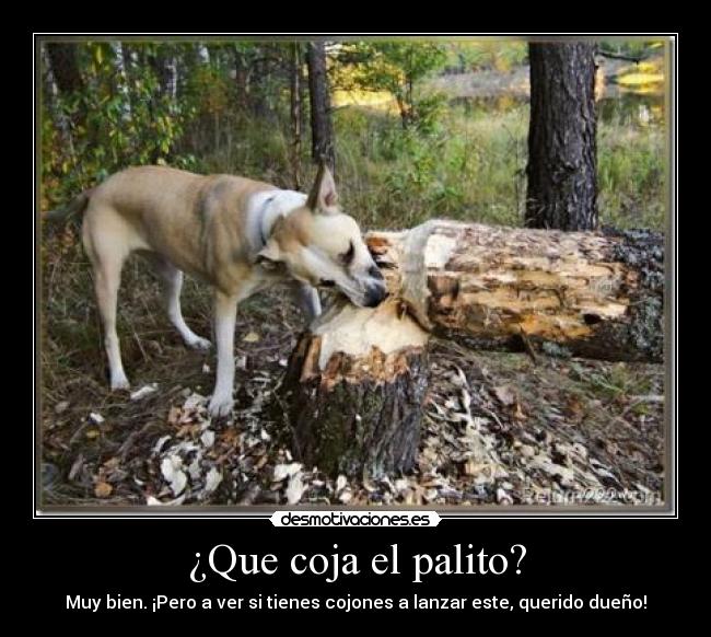 ¿Que coja el palito? - 
