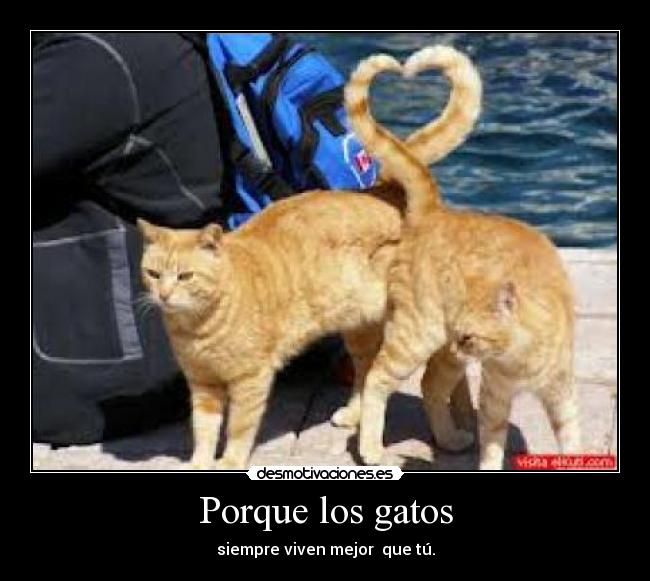 carteles gatos los gatos viven puta madre sonap desmotivaciones