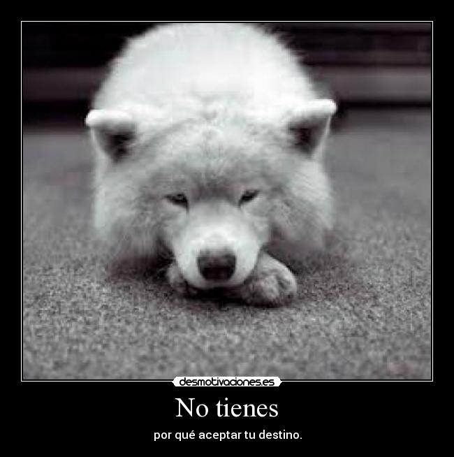 No tienes - 