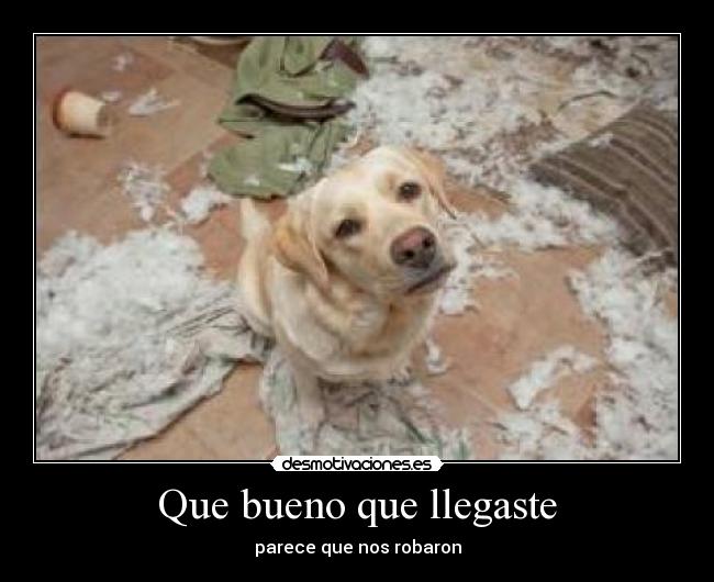 Que bueno que llegaste - parece que nos robaron