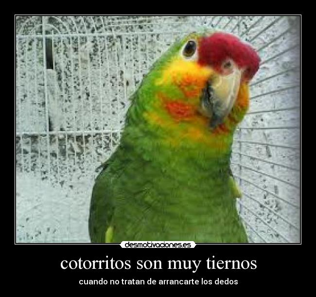 imagenes de pericos, loros y cotorros (7 aves de colores