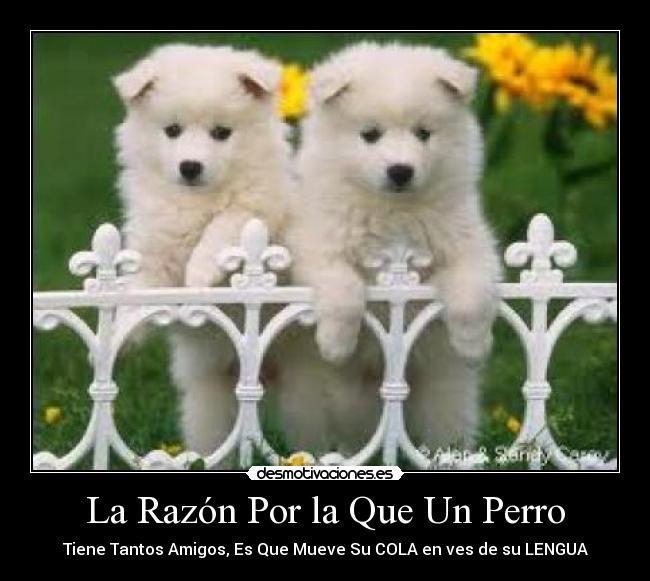 carteles saby jasbleidy flores desmotivaciones