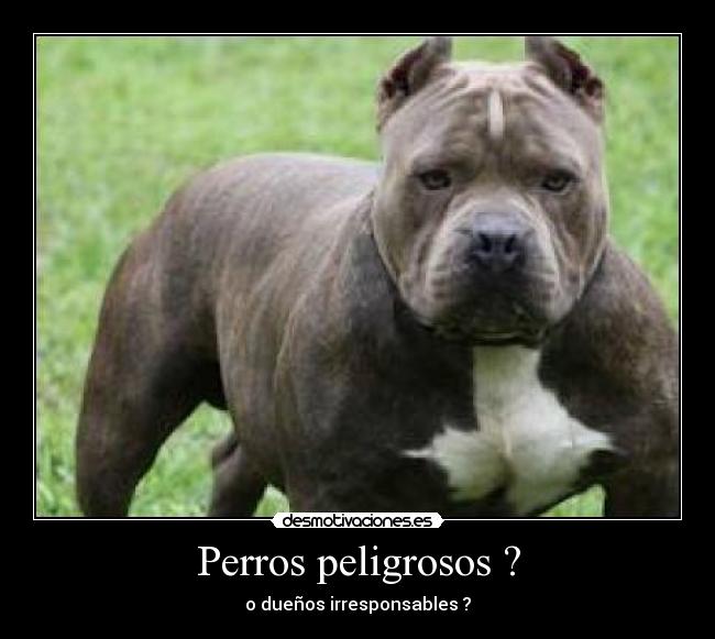 Perros peligrosos ? - o dueños irresponsables ?