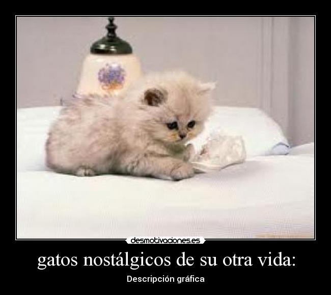 carteles gatos vida prima pelos desmotivaciones