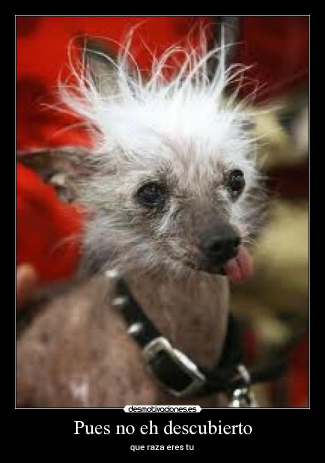 Pues no eh descubierto - que raza eres tu ♪