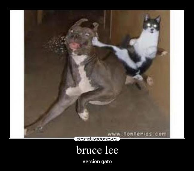 bruce lee -