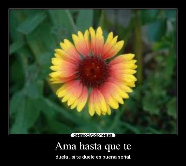 Ama hasta que te - 