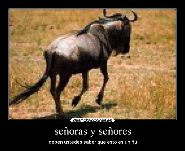 señoras y señores - deben ustedes saber que esto es un ñu
