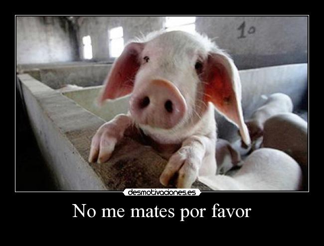 No me mates por favor - 