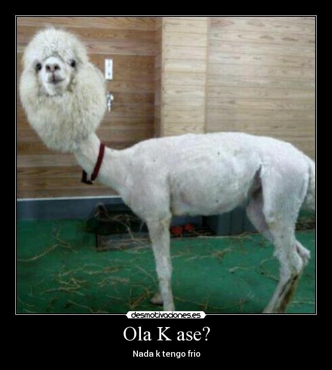 Ola K ase? - 