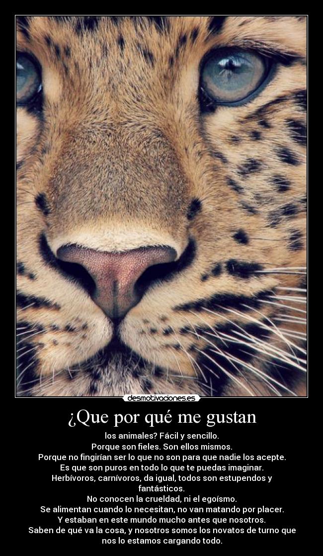 ¿Que por qué me gustan - 