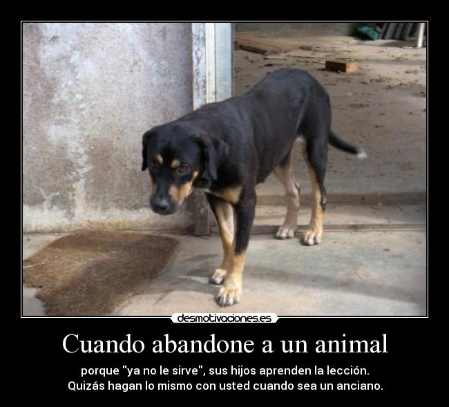 Cuando abandone a un animal - 