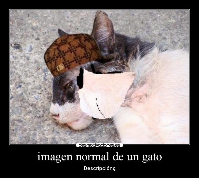 imagen normal de un gato -