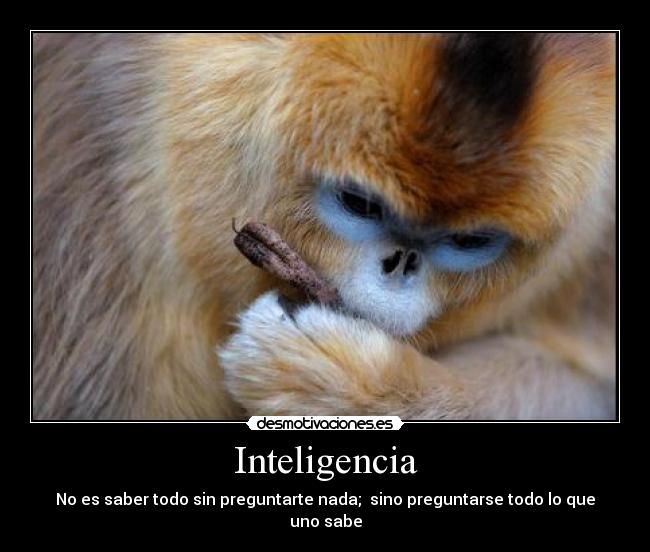 Inteligencia - No es saber todo sin preguntarte nada; sino preguntarse todo lo que uno sabe