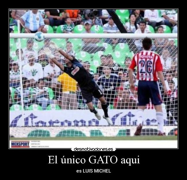 El único GATO aqui - es LUIS MICHEL