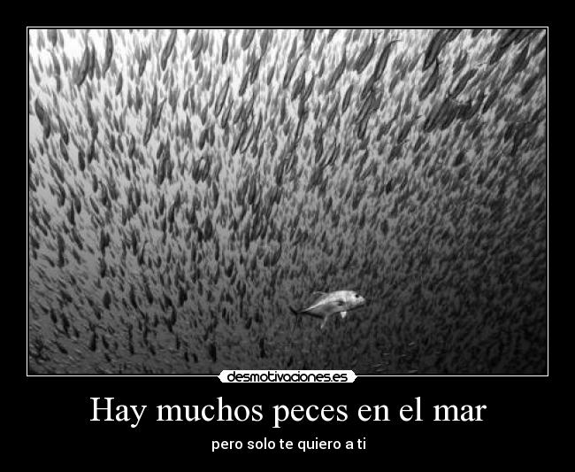 Hay muchos peces en el mar - pero solo te quiero a ti