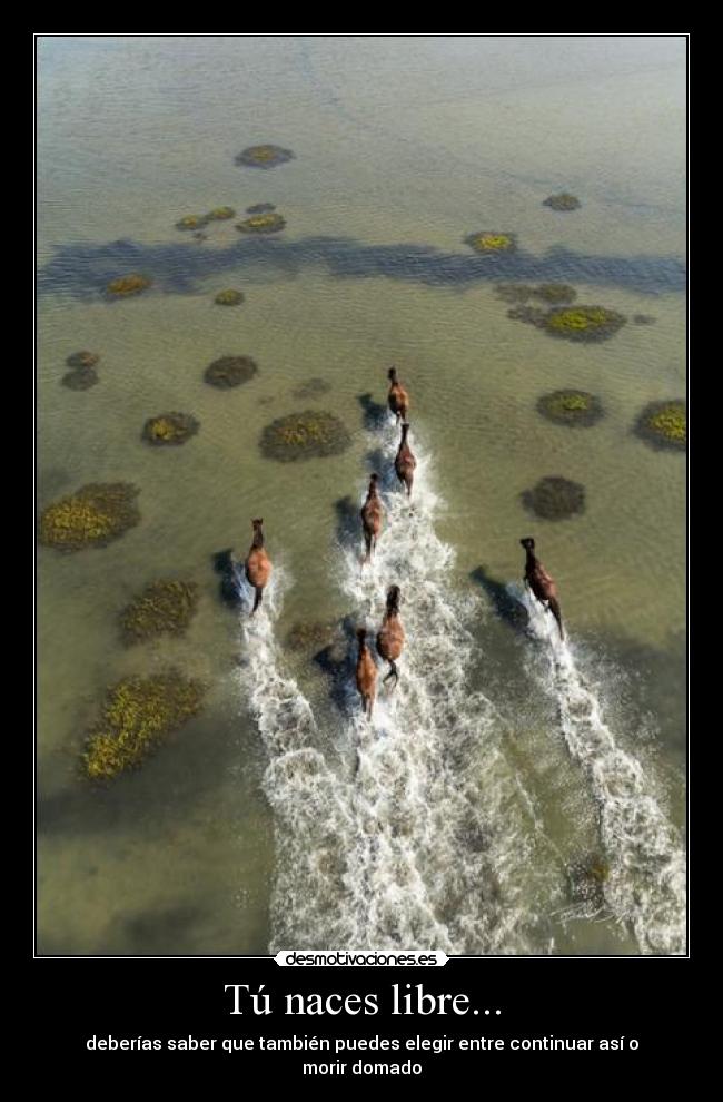 Tú naces libre... -