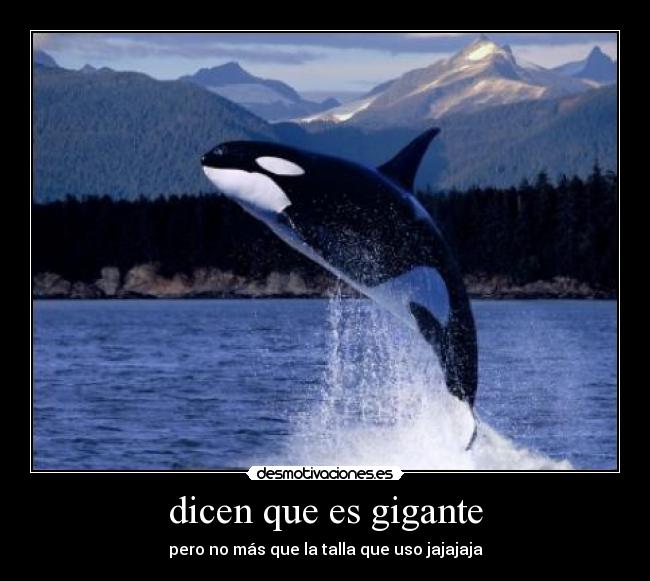 dicen que es gigante -