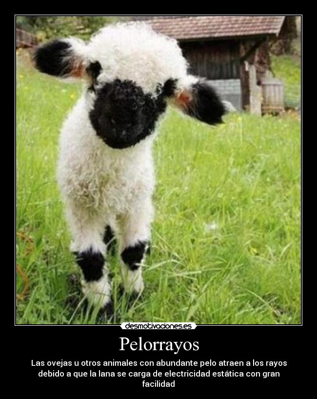 Pelorrayos - Las ovejas u otros animales con abundante pelo atraen a los rayos
debido a que la lana se carga de electricidad estática con gran
facilidad